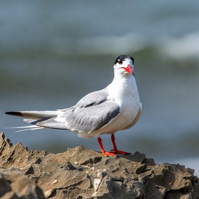 Gull standing on rocky beach