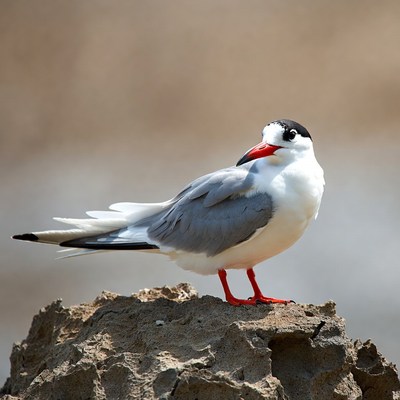Caspian Tern on Rock
