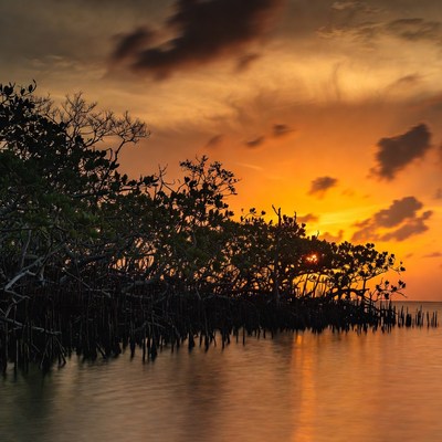Mangrove Trees at Sunset over Water