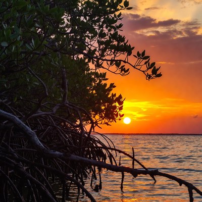 Mangrove Trees at Sunset over Water