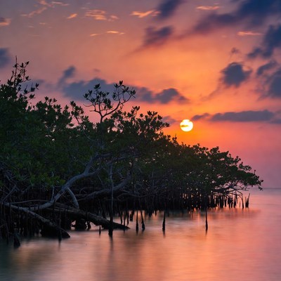 Sunset over Mangrove Trees