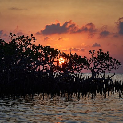 Sunset over Mangrove Silhouettes
