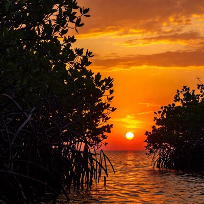 Sunset over Mangrove Trees