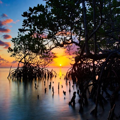 Mangrove Trees at Sunset