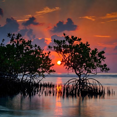 Sunset over Mangrove Trees