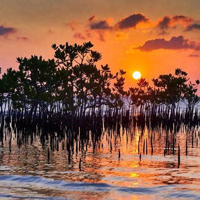 Sunset over Mangrove Forest