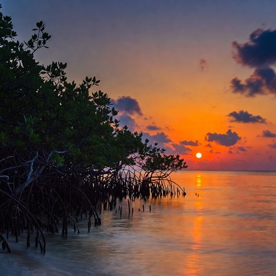 Mangrove Sunset Over Calm Beach
