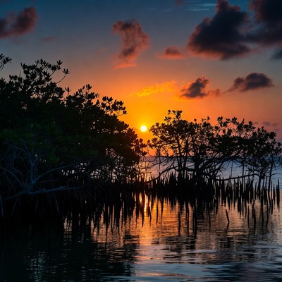 Sunset over Mangrove Trees