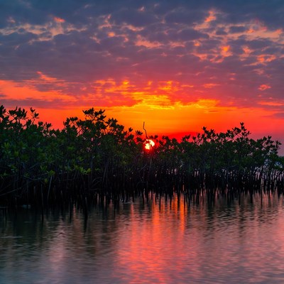 Sunset over Mangrove Forest