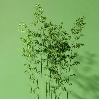 Bamboo stalks on green background