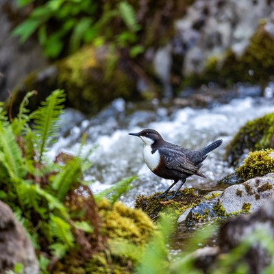 White-throated Dipper on Stream Rock