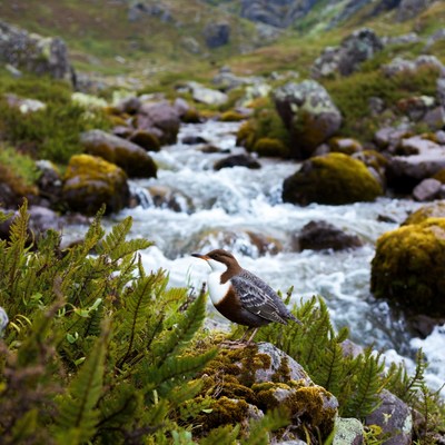 Brown Dipper bird by mountain stream
