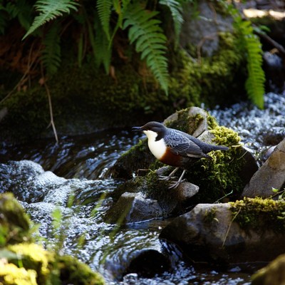 Dipper bird on mossy rock by stream