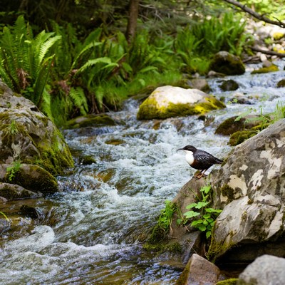 Dipper bird on rock by stream