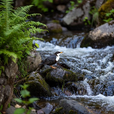 Black-and-white bird on stream rock