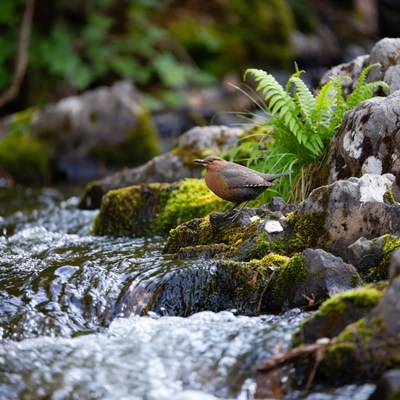 Brown bird on mossy rocks by stream