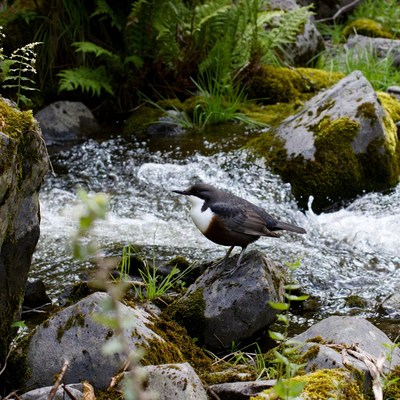 Dipper bird on mossy rock by stream