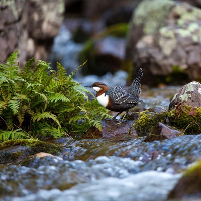 White-throated dipper by stream