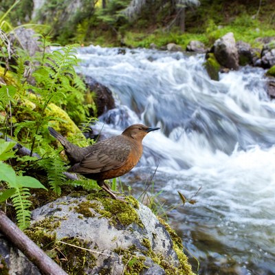 Brown bird on mossy rock by stream