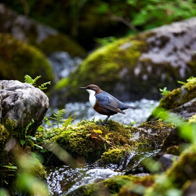Dipper bird on mossy rock by stream