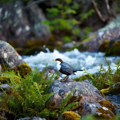 Dusky Thrush on mossy rock by stream