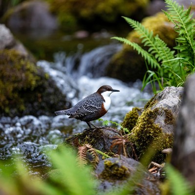 Dipper bird on mossy rock by waterfall