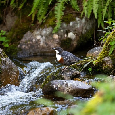 White-throated Dipper on Stream Rocks