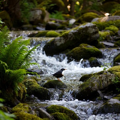 Dipper bird on mossy stream rocks