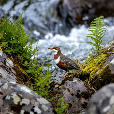 Ruddy Turnstone bird by stream