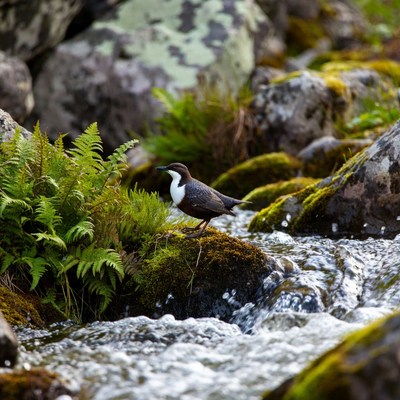Dipper bird on rock by stream