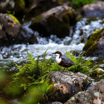 White-breasted Dipper on Stream Rocks