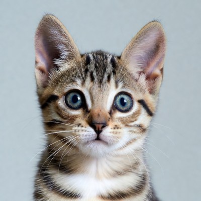 Tabby kitten with blue eyes