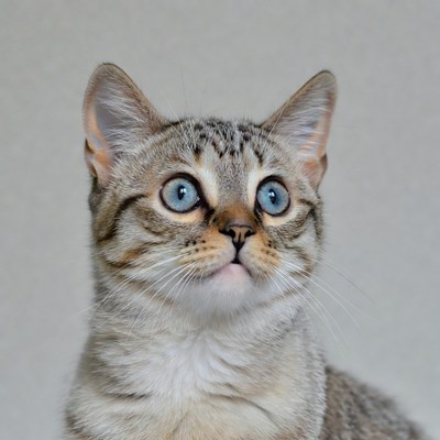 Gray tabby kitten with blue eyes