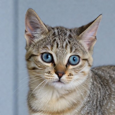 Kitten with blue eyes