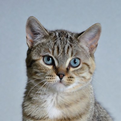 Gray tabby kitten with blue eyes