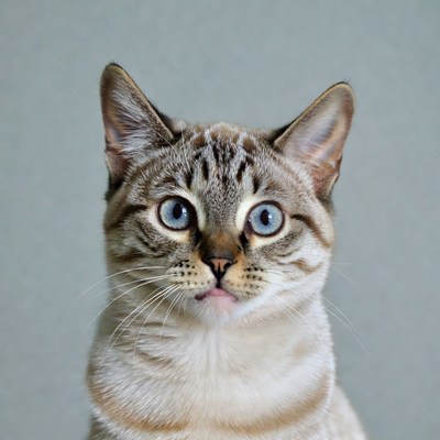 Blue-eyed tabby kitten close-up
