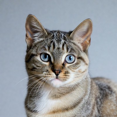 Gray tabby kitten with blue eyes