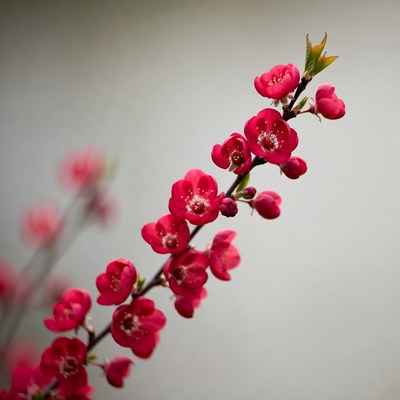 Red Flowering Quince Branch