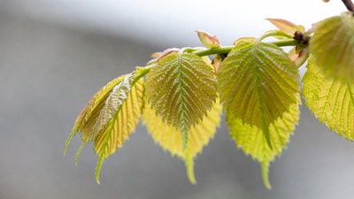 Fresh green birch leaves on branch