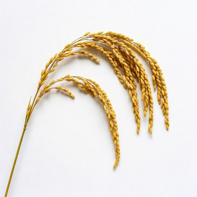 Golden rice stalks on white background