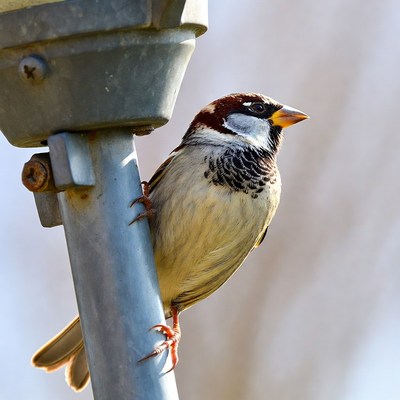 Sparrow perched on metal lamppost