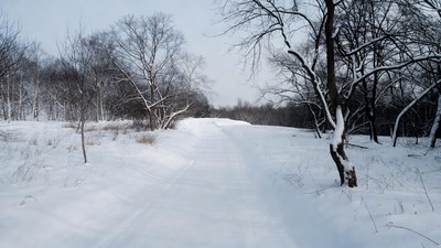 Snowy Path Through Bare Winter Trees