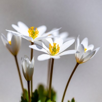 Cluster of White Anemone Flowers