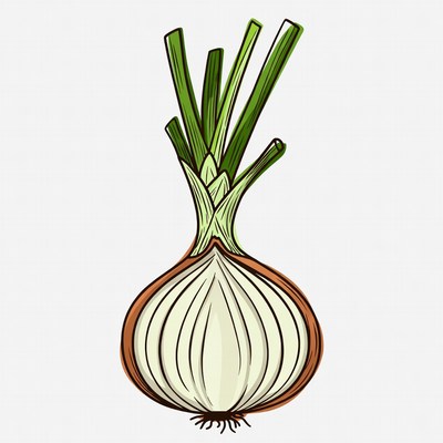 Green onion with bulb illustration