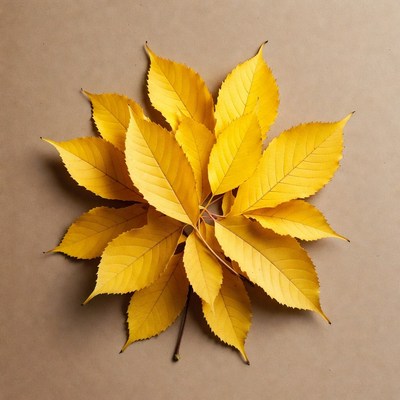 Yellow Autumn Leaves in Circle