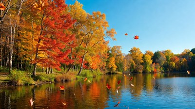 Autumn Trees and Falling Leaves by Lake