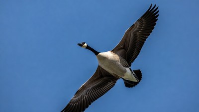 Canada Goose Flying in Blue Sky