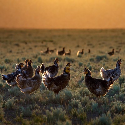 Group of golden pheasants in sunset field