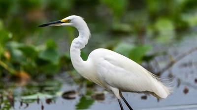 White egret standing in marsh