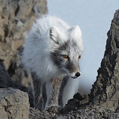 Arctic Fox on Rocky Terrain